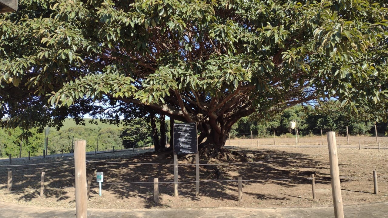 Figueira do Tira Couro