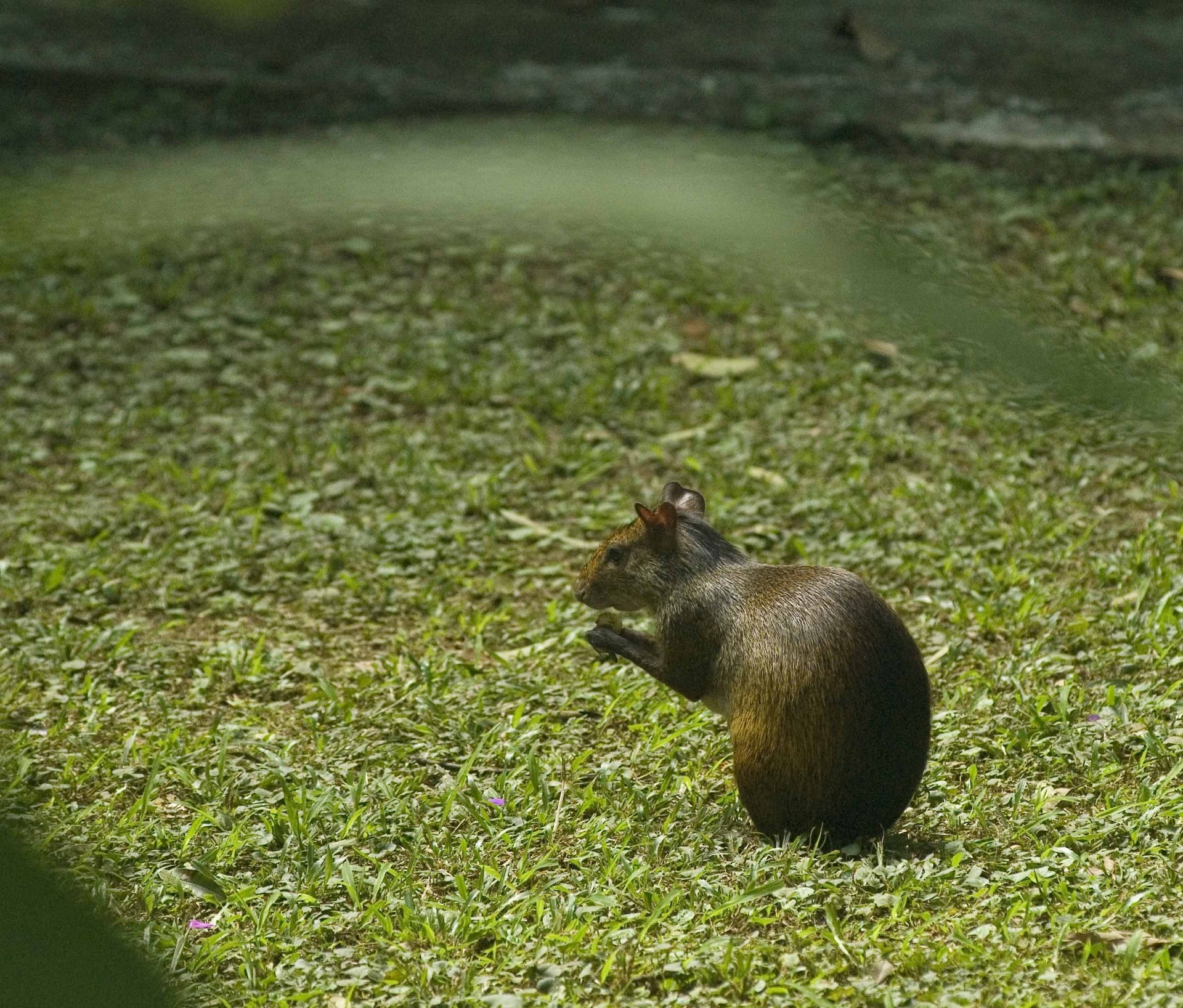 Museu de História Natural e Jardim Botânico da UFMG