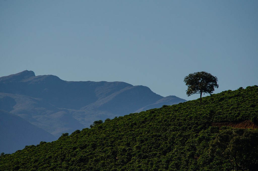 Parque do Sagui