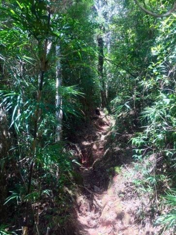 Pico do Itaguaré