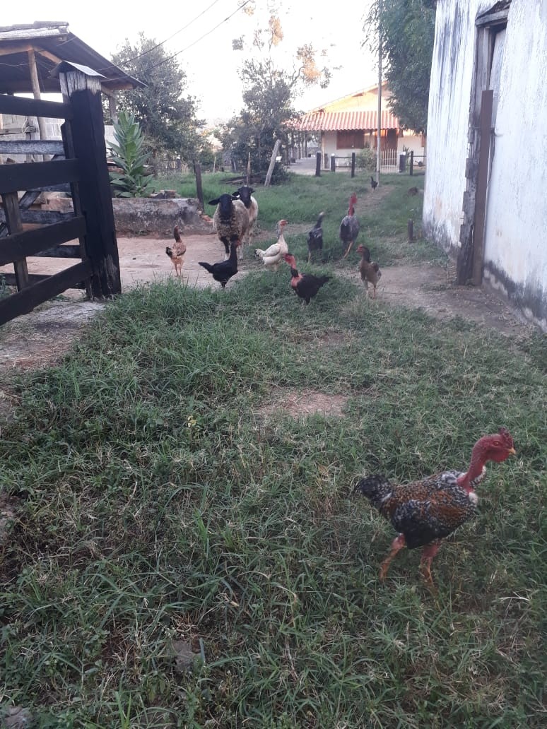 Nossa Fazendinha