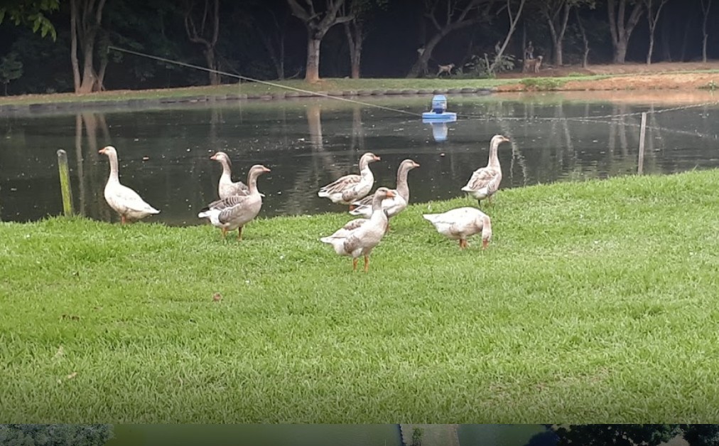 Clube de Pesca Tambaqui