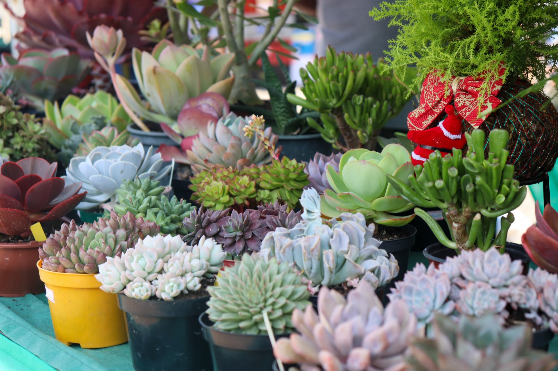 Feira Livre de Pouso Alegre
