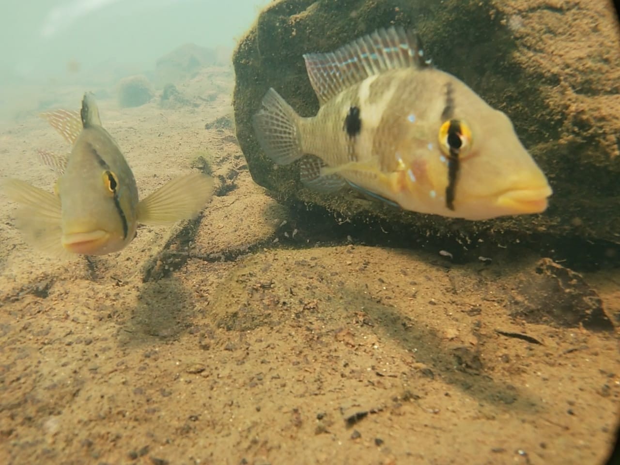 Acquaminas Mergulho