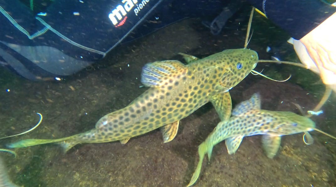 Acquaminas Mergulho