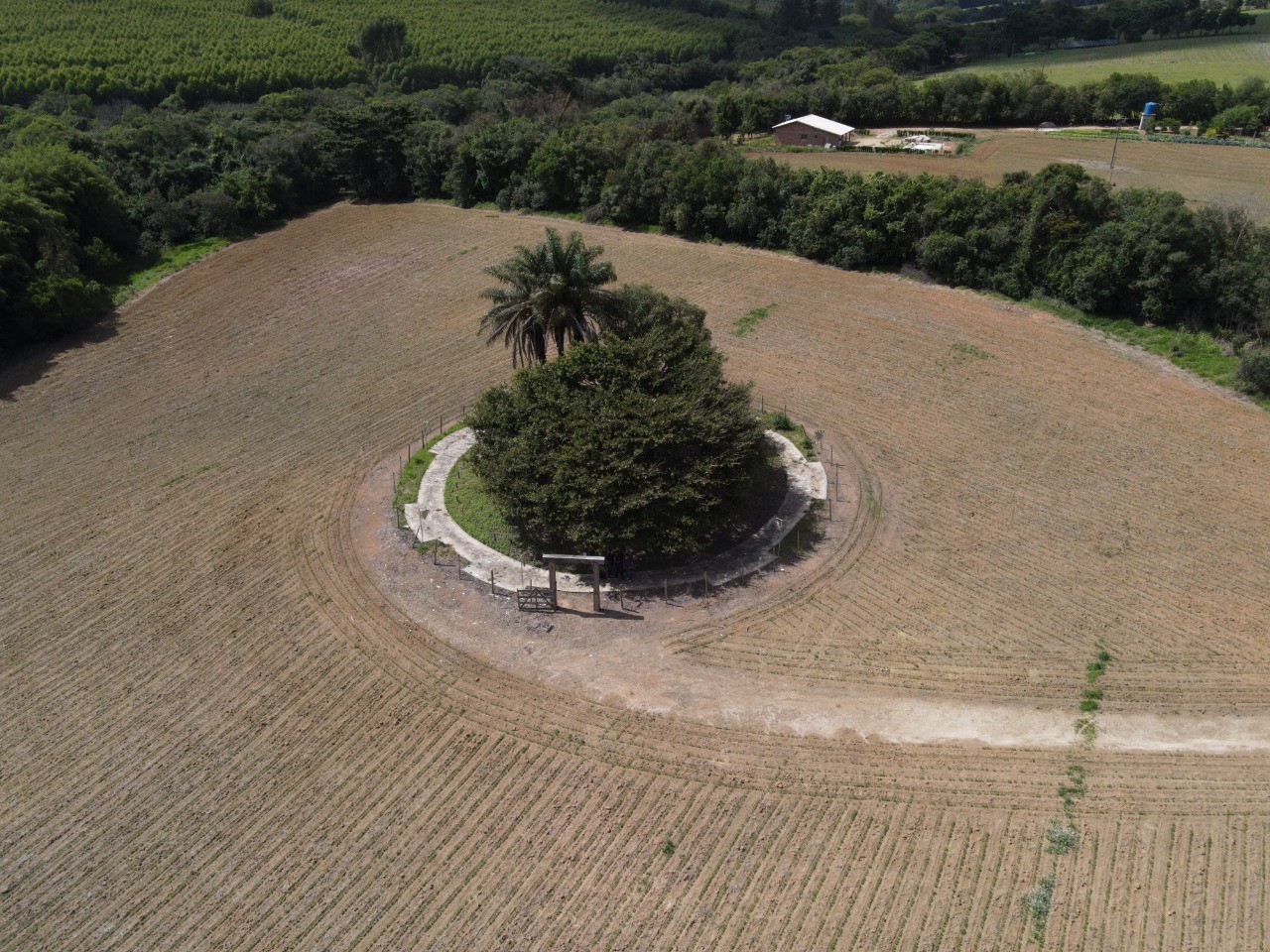 Figueira do Tira Couro
