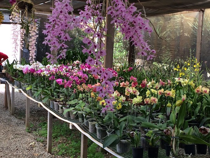 Orquidário C3M