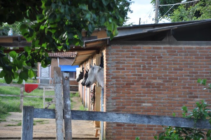 Haras Cisplatina