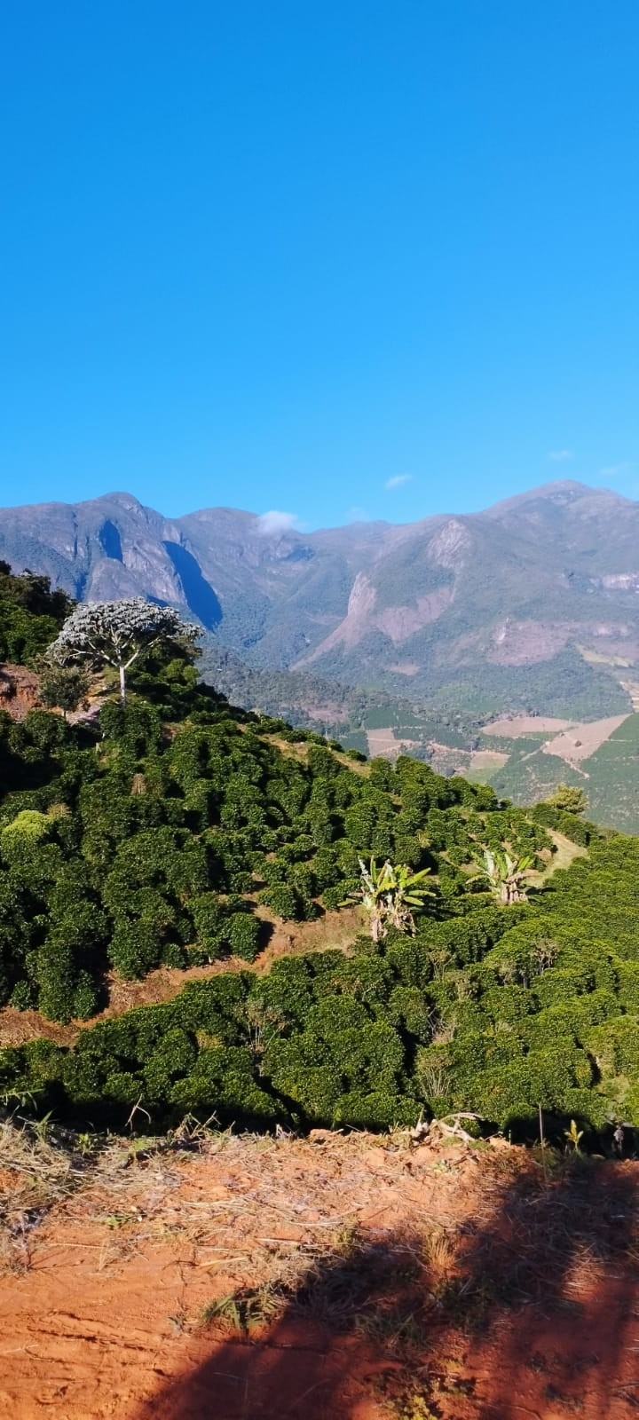 Cristal Mirante