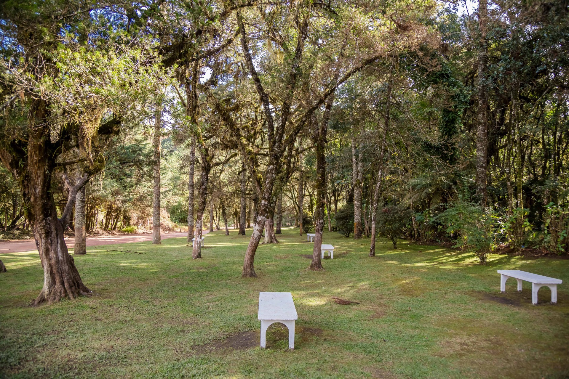 Bosque Gato de Botas