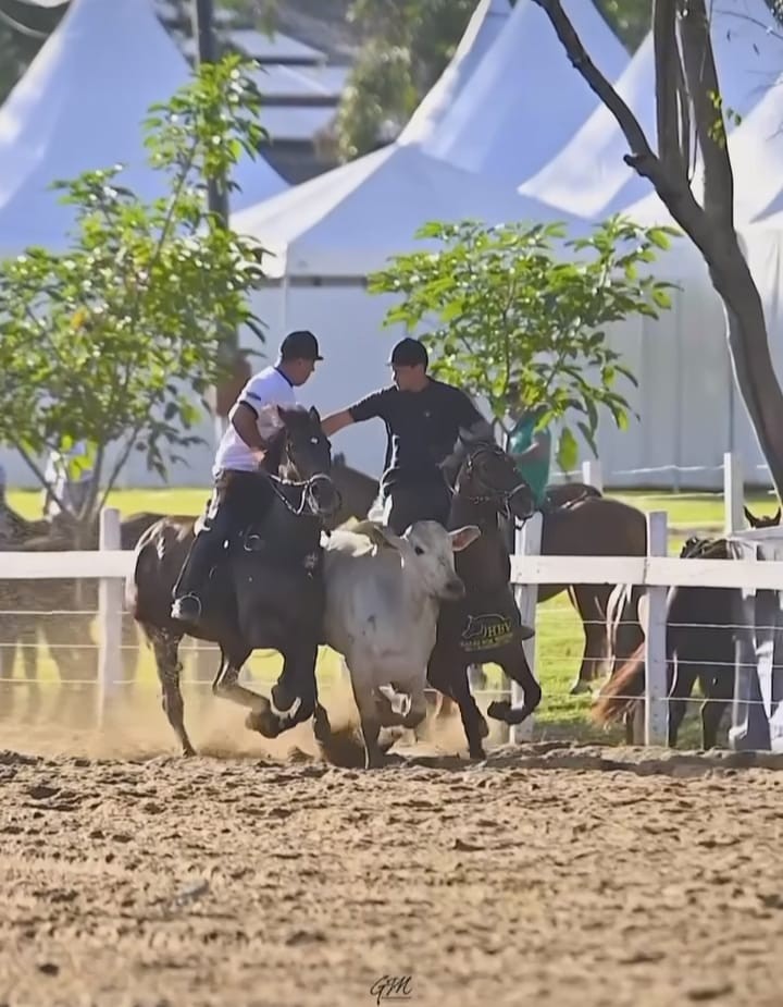 HARAS LF