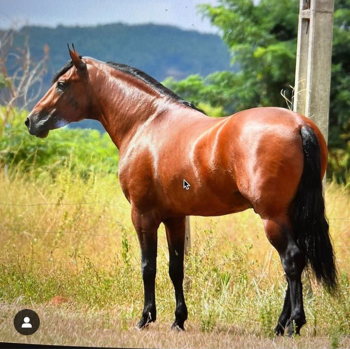 HARAS LF