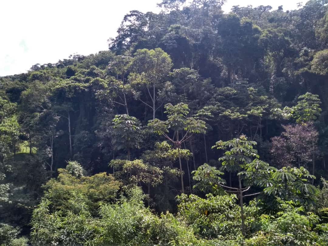 Salão das Pedras