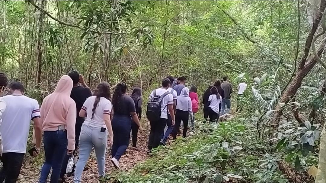 Jequitibá Rosa