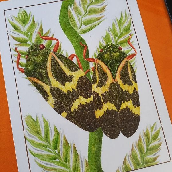 Riccardoilustra
