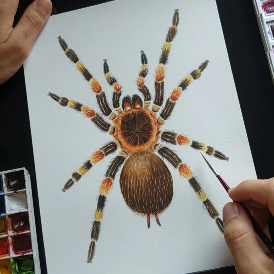 Riccardoilustra