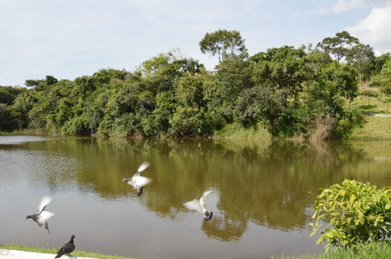 Parque do Sapucaias