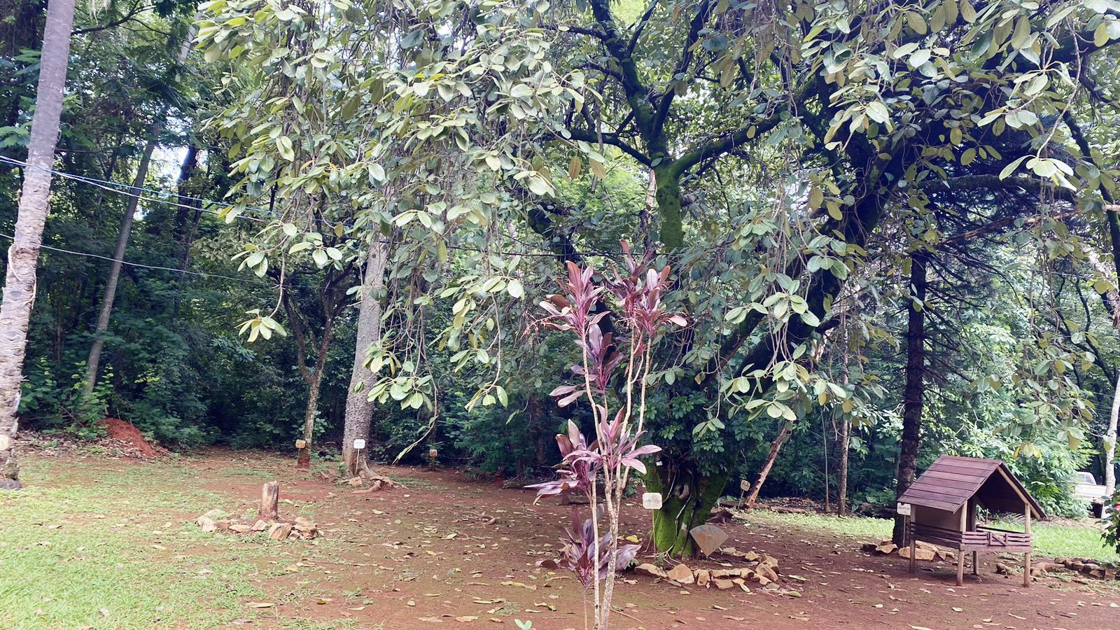 Horto Florestal 