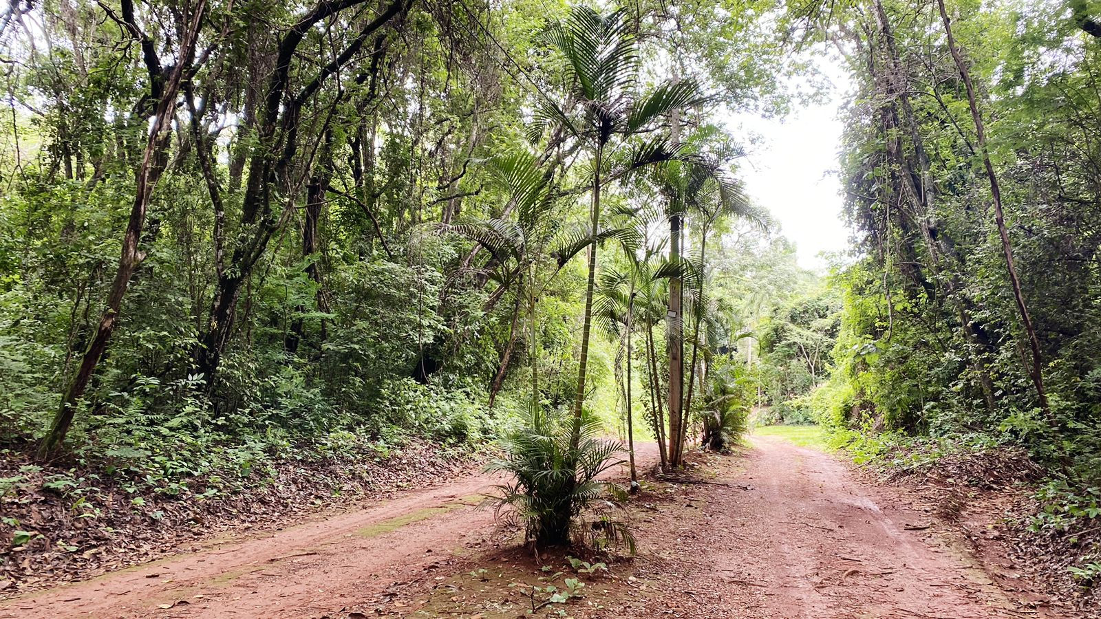 Horto Florestal 