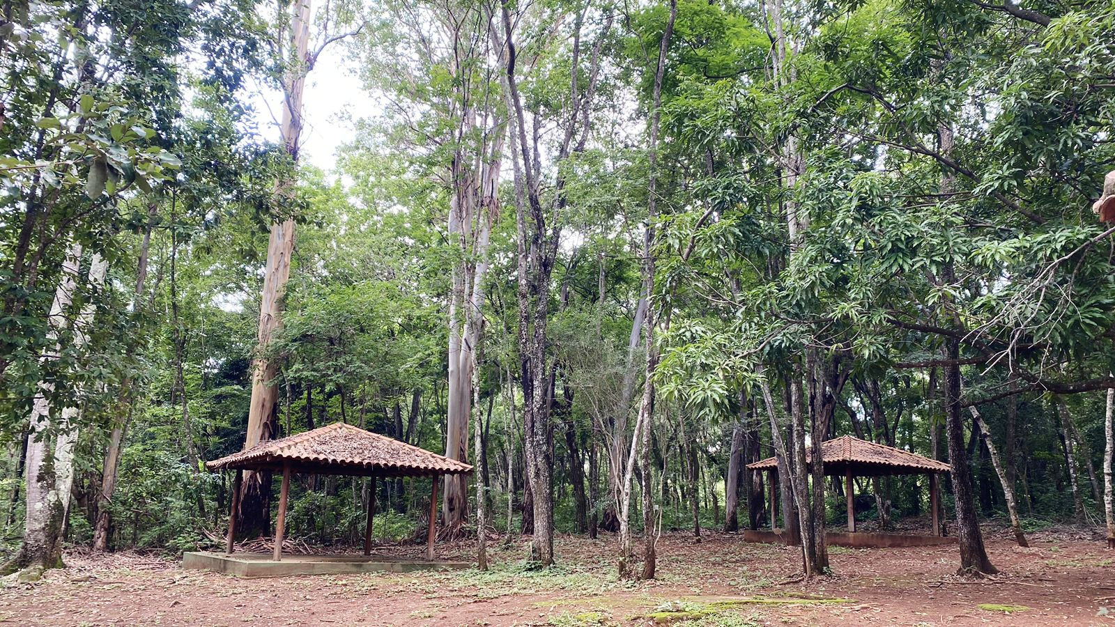 Horto Florestal 