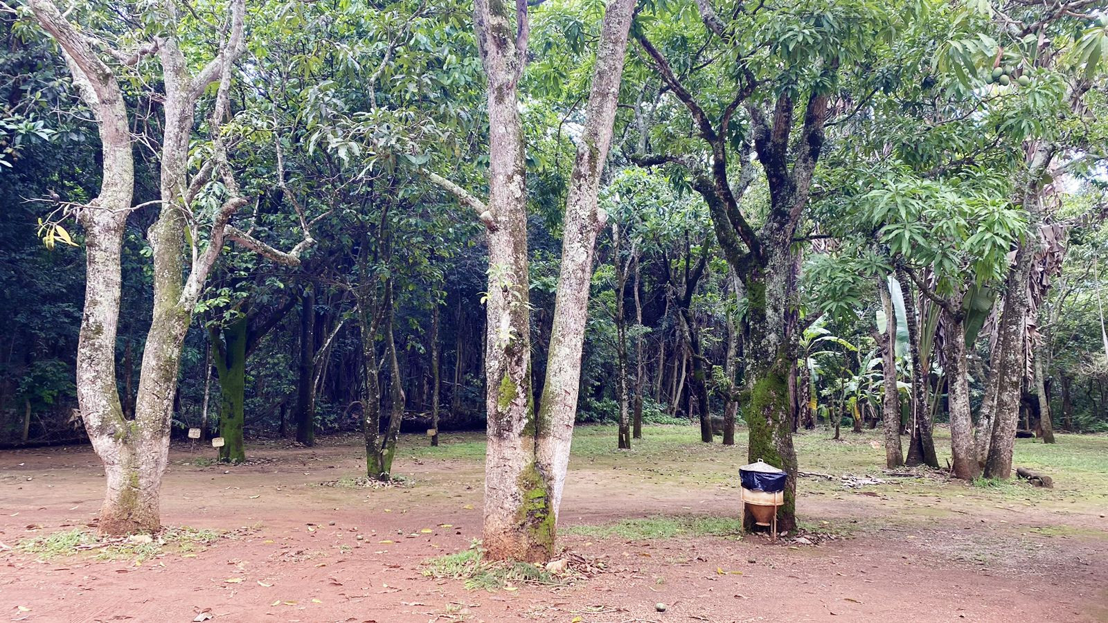 Horto Florestal 