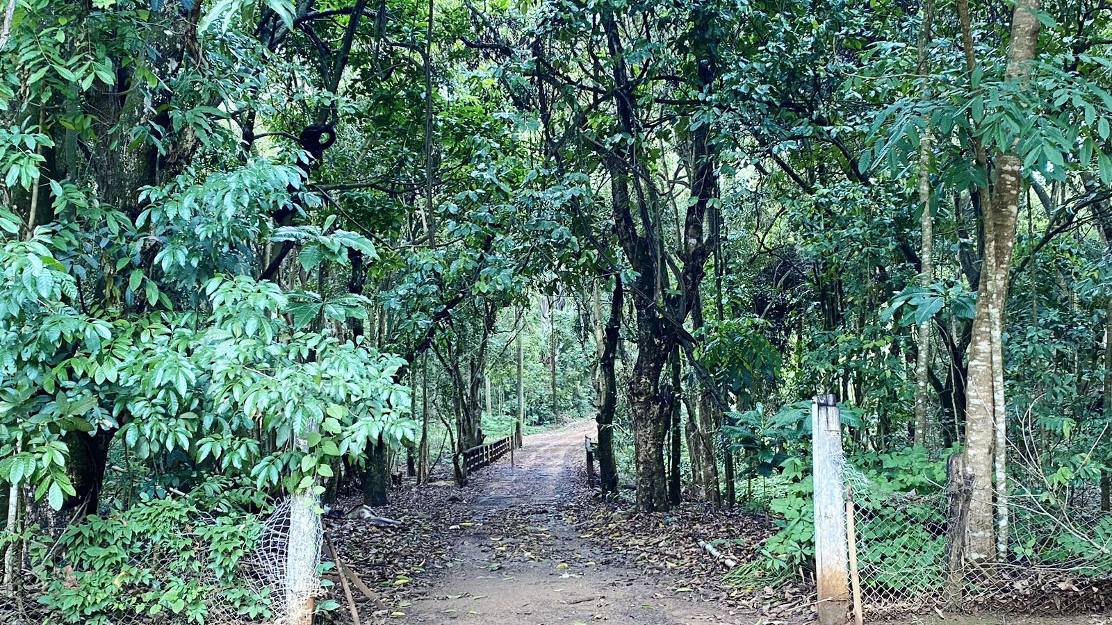 Horto Florestal 