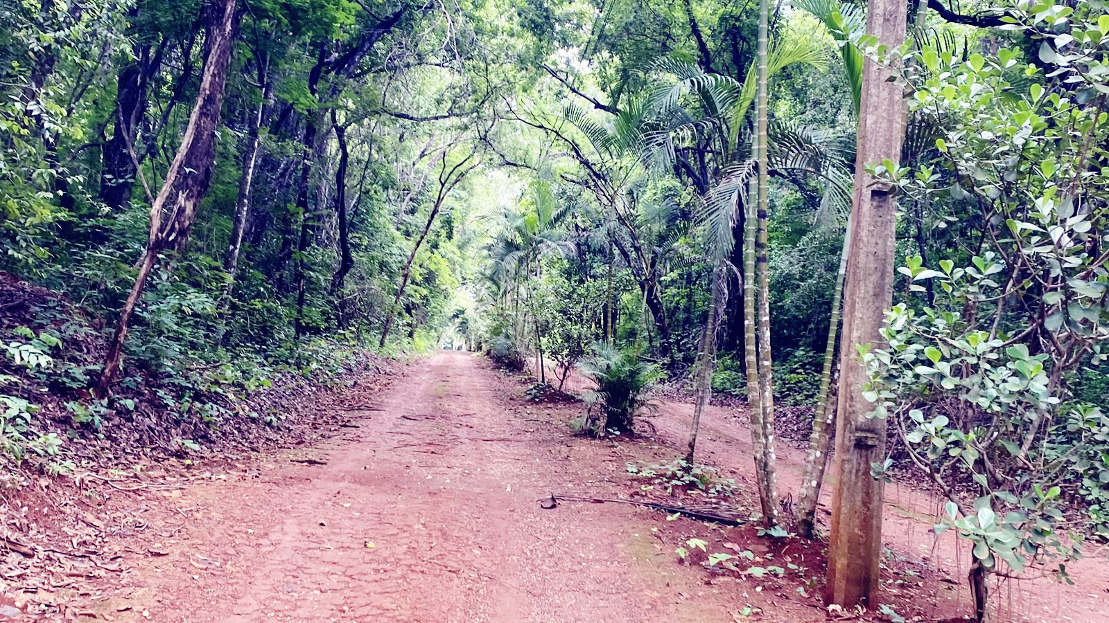 Horto Florestal 
