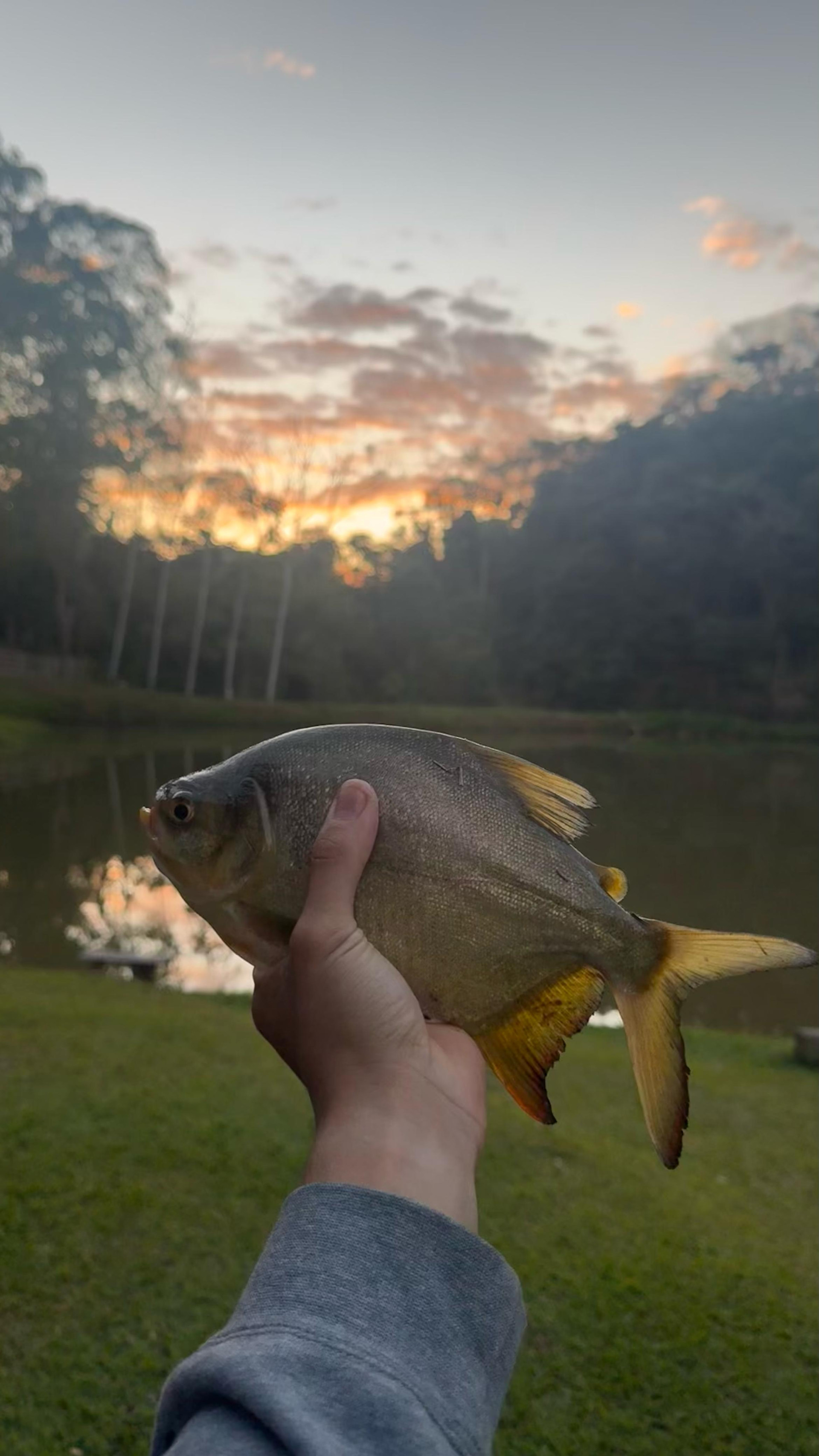 Pesgue Pague do Genorin