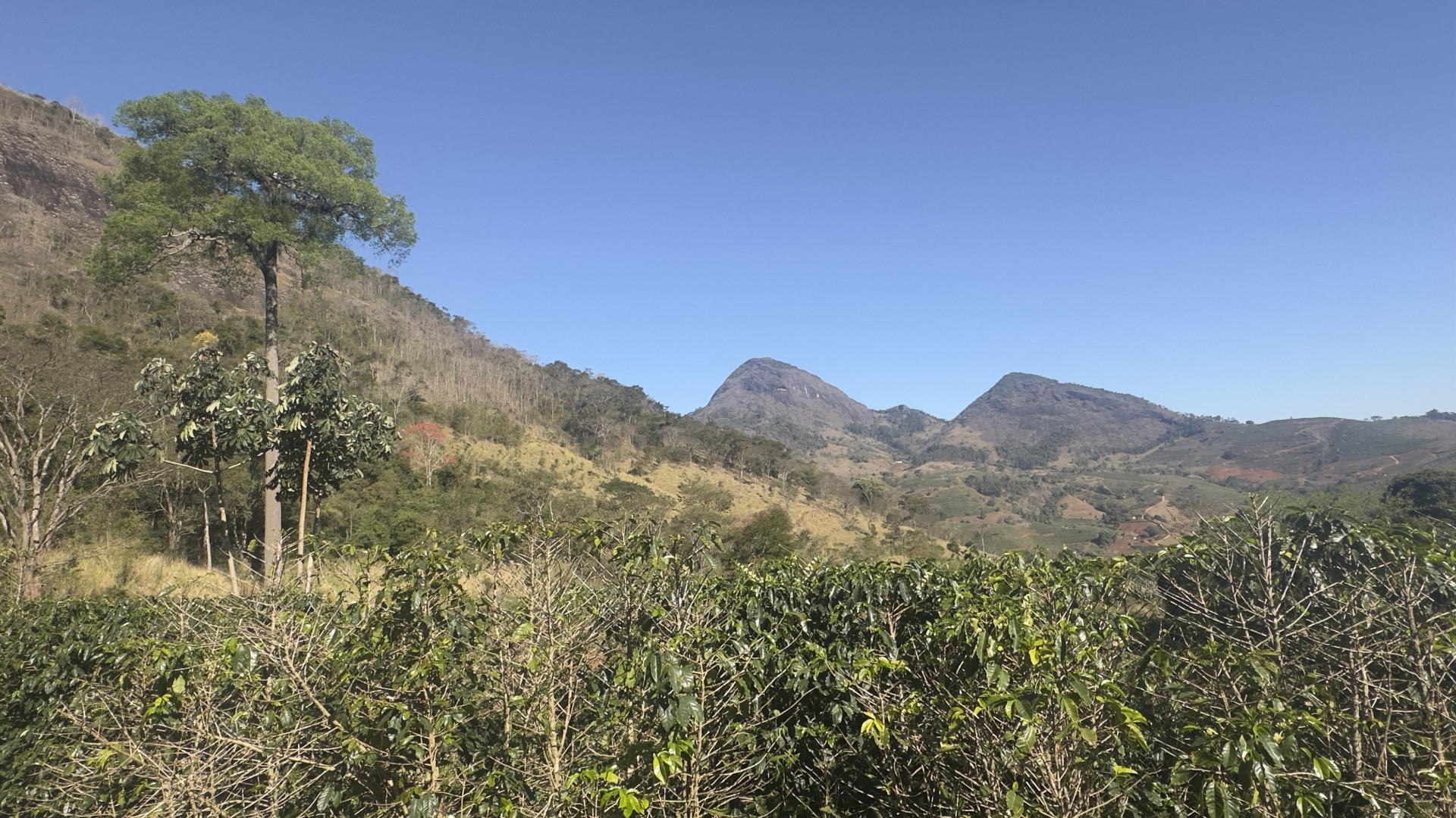 Jequitibá 