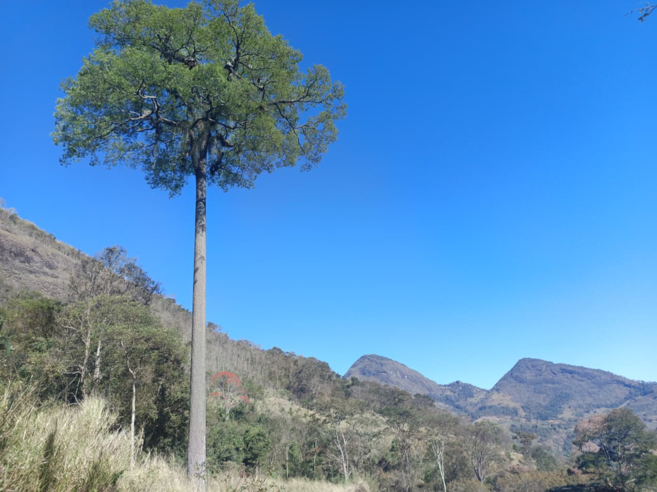 Jequitibá 