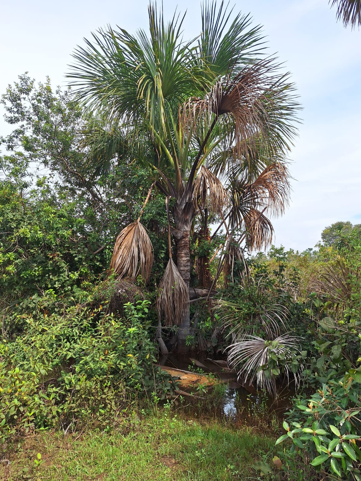 Veredas do Cerrado
