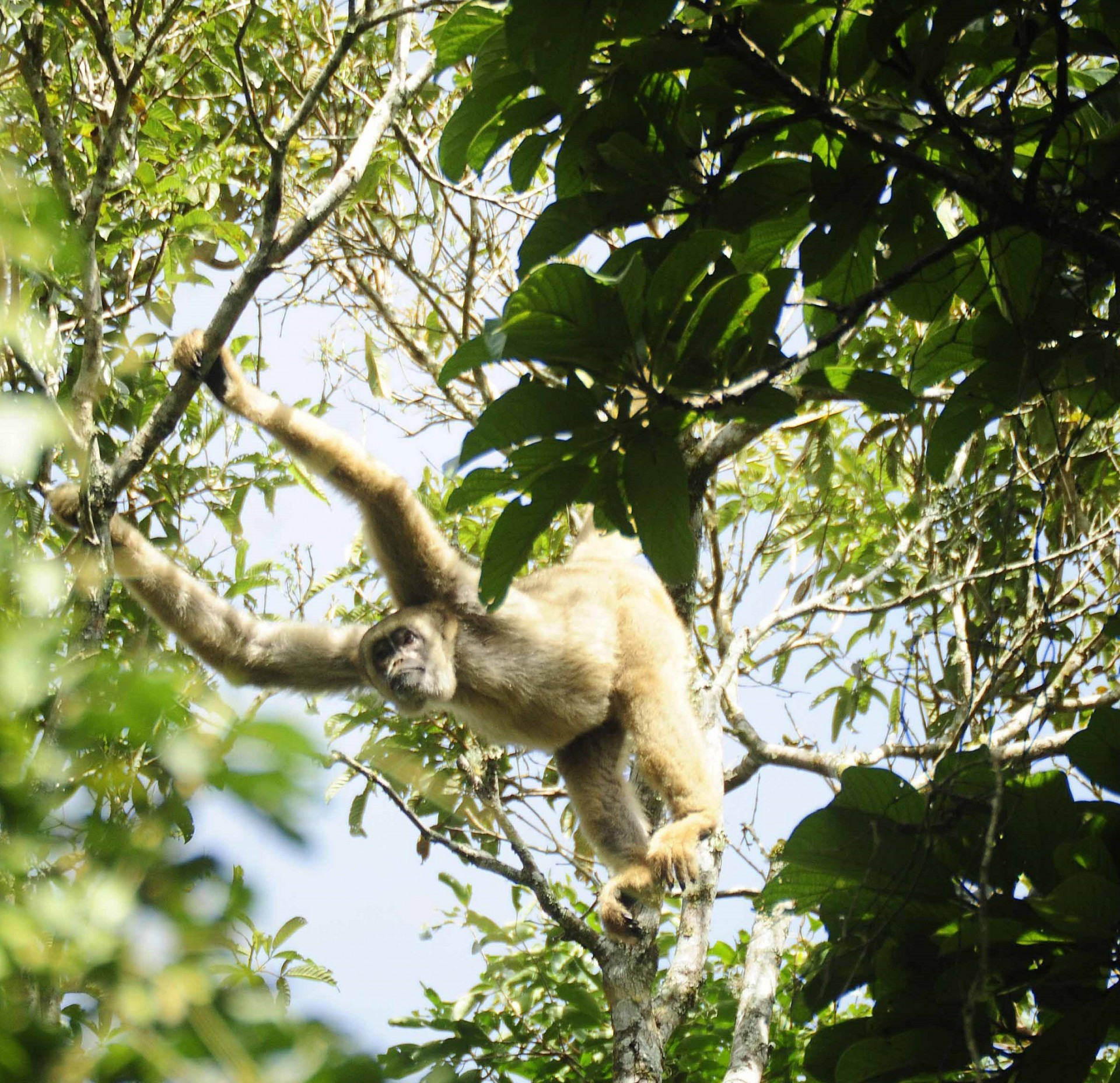 Parque Estadual da Serra do Brigadeiro — foto 6 de 7