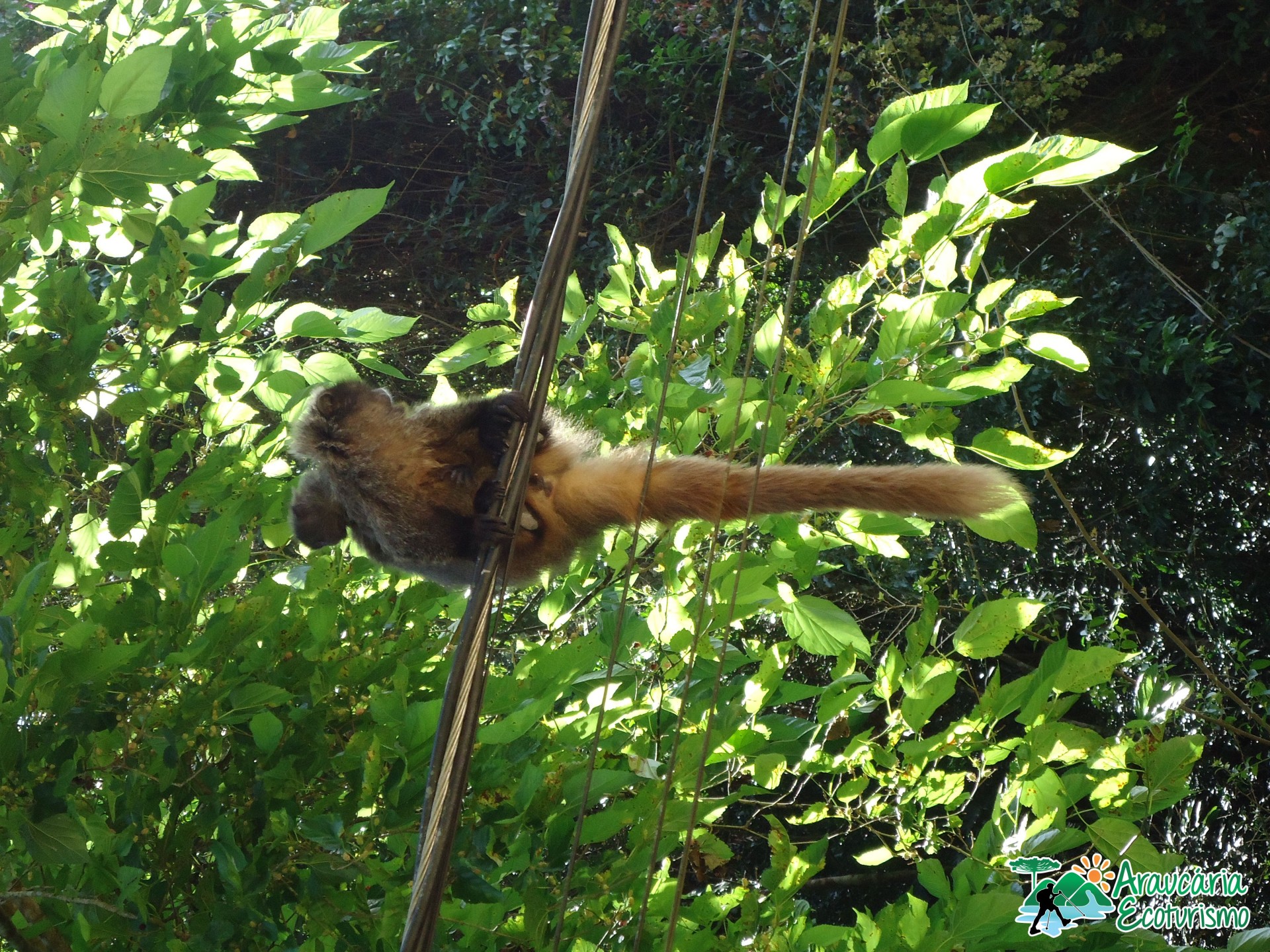 Araucária Ecoturismo - Imagem 10