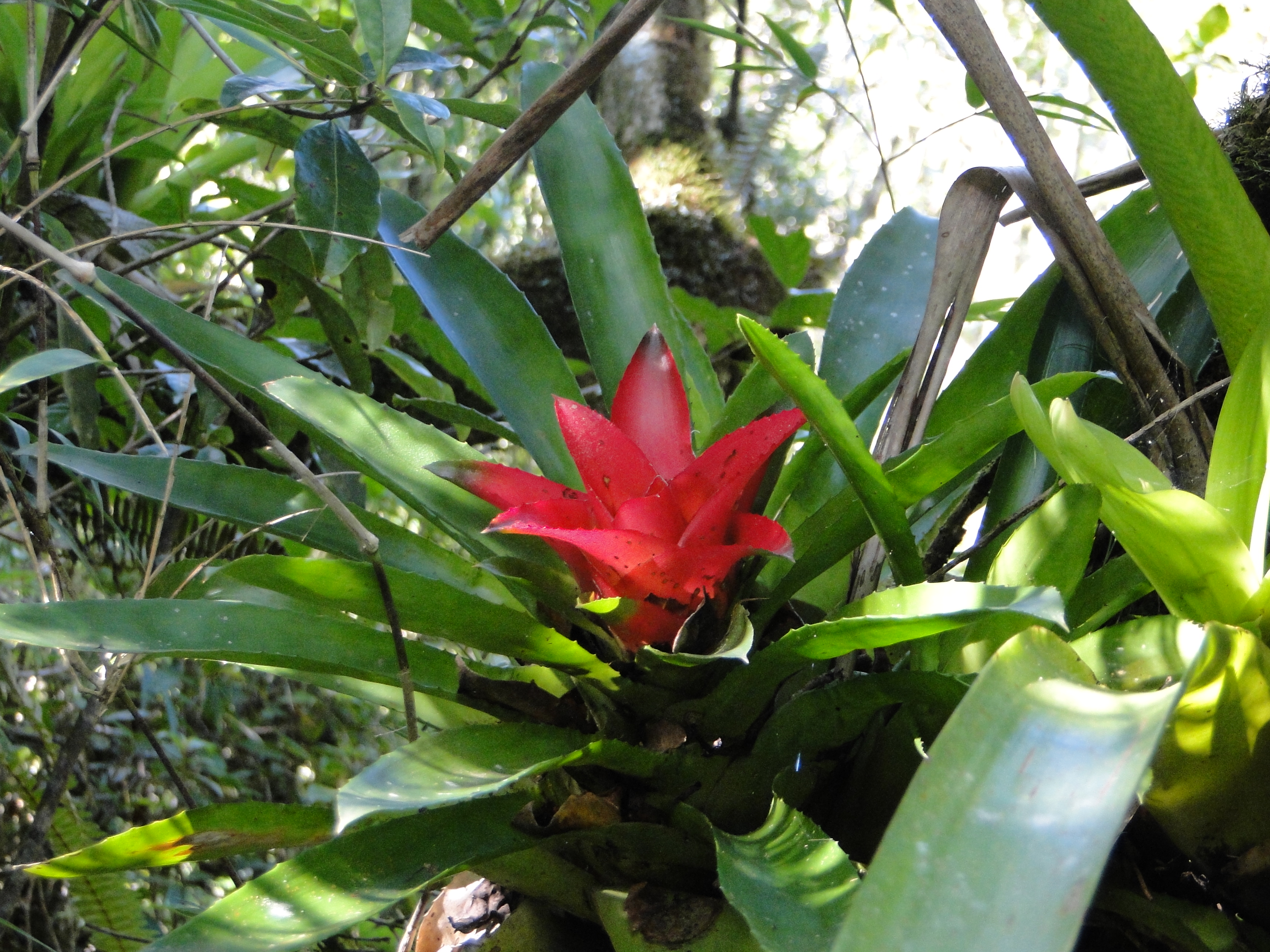 Águas - Parque Estadual de Ibitipoca — foto 4 de 17
